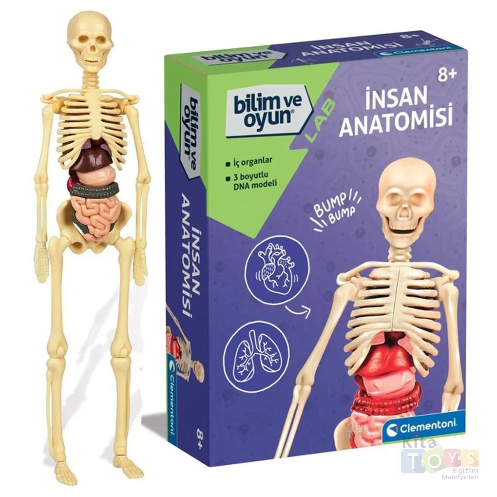 İnsan Anatomisi Modeli (İskelet Sistemi, İç Organlar) 64297