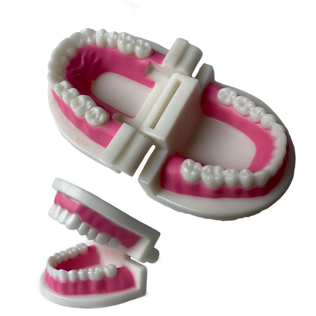 Diş Modeli (Maketi) Anatomisi Fırçalama Öğretimi