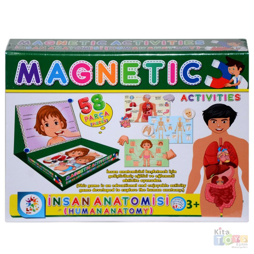 Manyetik İnsan Anatomisi (Organlar-İskelet-Vücut) 7171