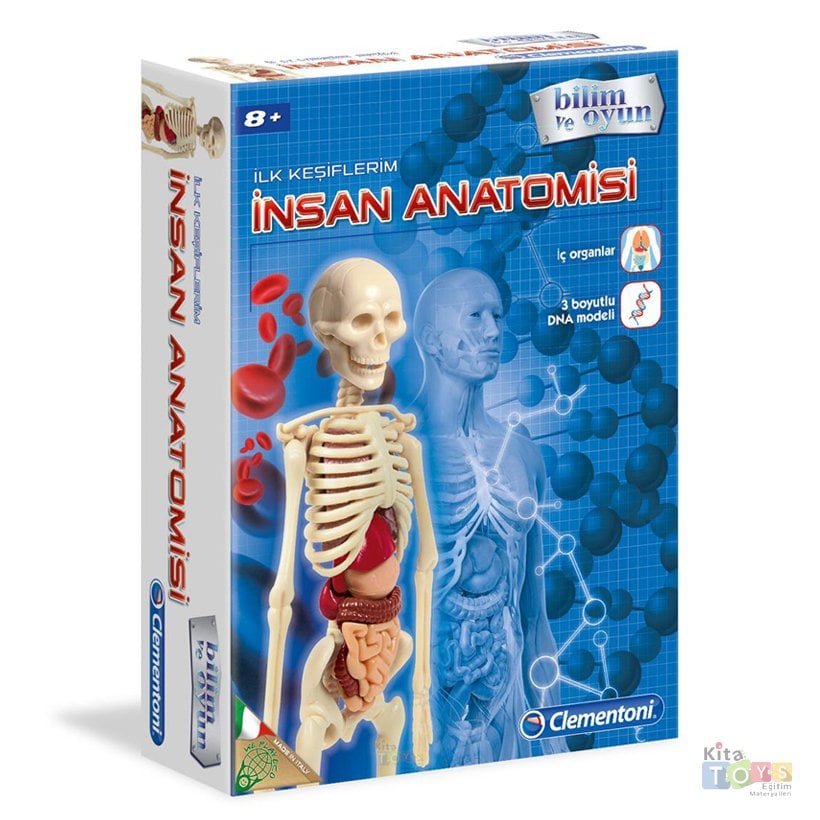 İnsan Anatomisi Modeli (İskelet Sistemi, İç Organlar) 64297 Maketi