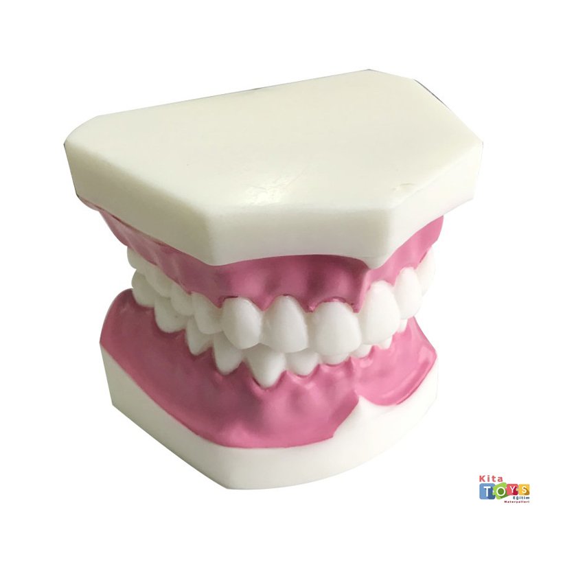 Diş Modeli (Fen Merkezi Maketi)