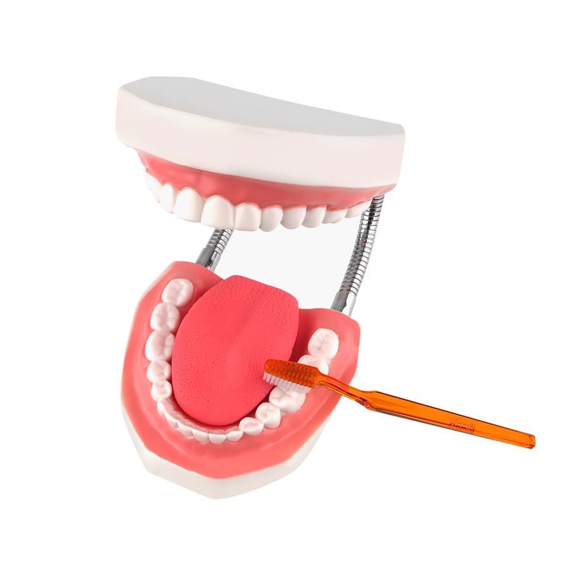 Diş Fırçalama Modeli (Büyük Boy Fen Merkezi)