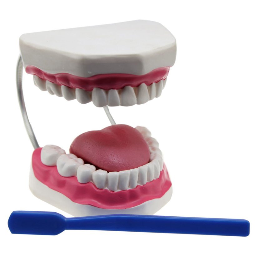 Diş Fırçalama Modeli-Fen ve Doğa Köşesi-4