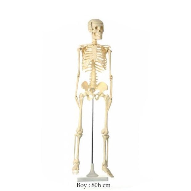 İskelet Modeli 80 cm Fen ve Doğa Köşesi