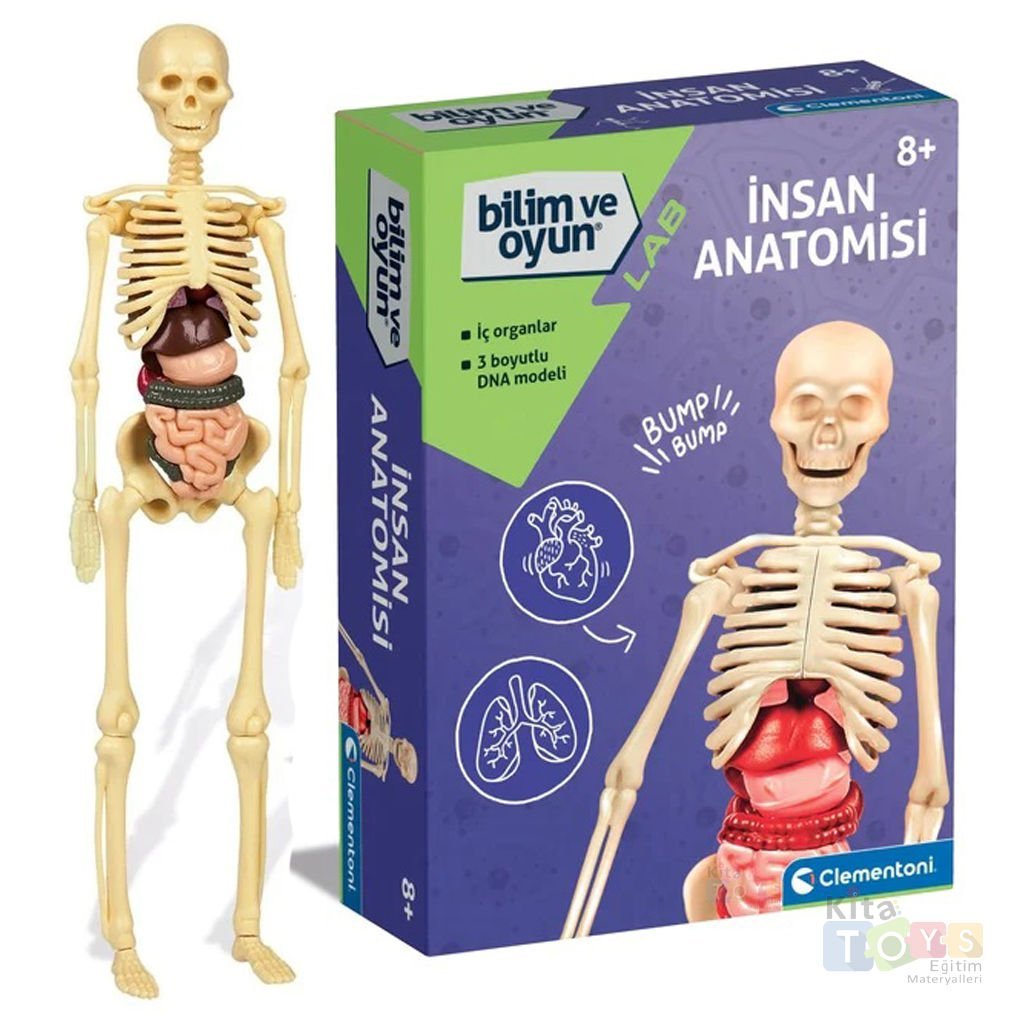 İnsan Anatomisi Modeli (İskelet Sistemi, İç Organlar) 64297 Maketi
