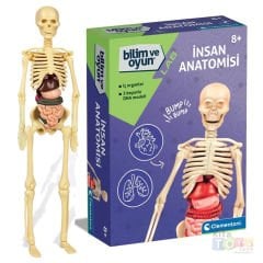 İnsan Anatomisi Modeli (İskelet Sistemi, İç Organlar) 64297 Maketi