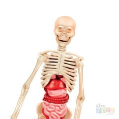 İnsan Anatomisi Modeli (İskelet Sistemi, İç Organlar) 64297 Maketi