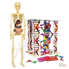 İnsan Anatomisi Modeli (İskelet Sistemi, İç Organlar) 64297 Maketi