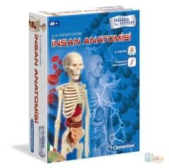 İnsan Anatomisi Modeli (İskelet Sistemi, İç Organlar) 64297 Maketi