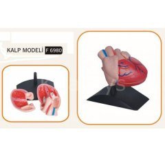 Kalp Modeli (Orjinal Boyut)