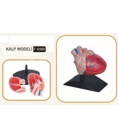 Kalp Modeli (Orjinal Boyut)