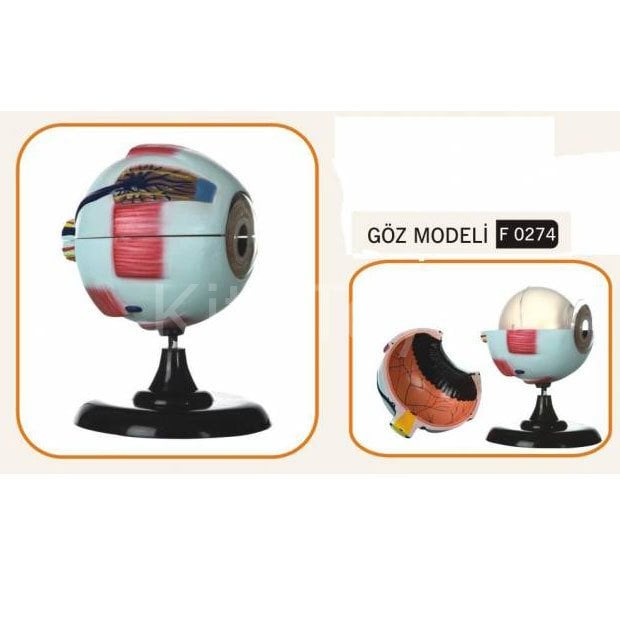 Göz Modeli (Fen ve Doğa Malzemeleri)