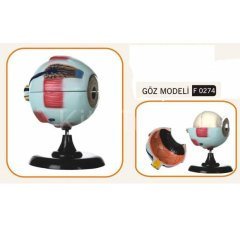 Göz Modeli (Fen ve Doğa Malzemeleri)