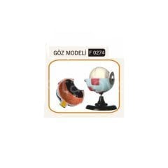 Göz Modeli (Fen ve Doğa Malzemeleri)