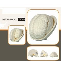 Beyin Modeli Fen ve Doğa Köşesi