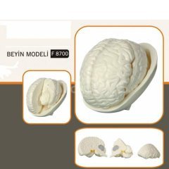Beyin Modeli Fen ve Doğa Köşesi