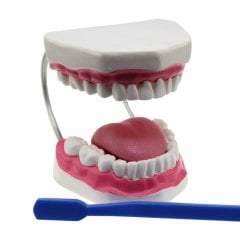 Diş Fırçalama Modeli (Büyük Boy)