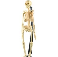 İskelet Sistemi Modeli 46 cm (Maket)