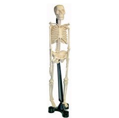 İskelet Sistemi Modeli 46 cm (Maket)