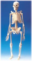 İskelet Sistemi Modeli 46 cm (Maket)