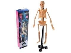 İskelet Sistemi Modeli 46 cm (Maket)