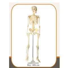 İskelet Modeli 85 cm (Fen ve Doğa Maketi)