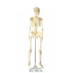 İskelet Modeli 85 cm (Fen ve Doğa Maketi)