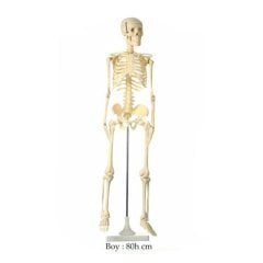 İskelet Modeli 85 cm (Fen ve Doğa Maketi)