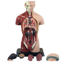İnsan Vücudu Maketi 27 cm (Vücut)