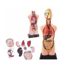 İnsan Vücudu Maketi 50 CM (Büyük) Vücut 11 Parça