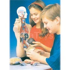 İnsan Vücudu Maketi 50 CM (Büyük) Vücut 11 Parça