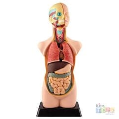 İnsan Vücudu Maketi 50 CM (Büyük) Vücut 11 Parça