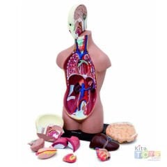 İnsan Vücudu Maketi 50 CM (Büyük) Vücut 11 Parça