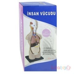 İnsan Vücudu Maketi 50 CM (Büyük) Vücut 11 Parça