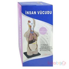 İnsan Vücudu Maketi 50 CM (Büyük) Vücut 11 Parça