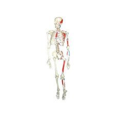 İskelet Modeli Boy 160 cm
