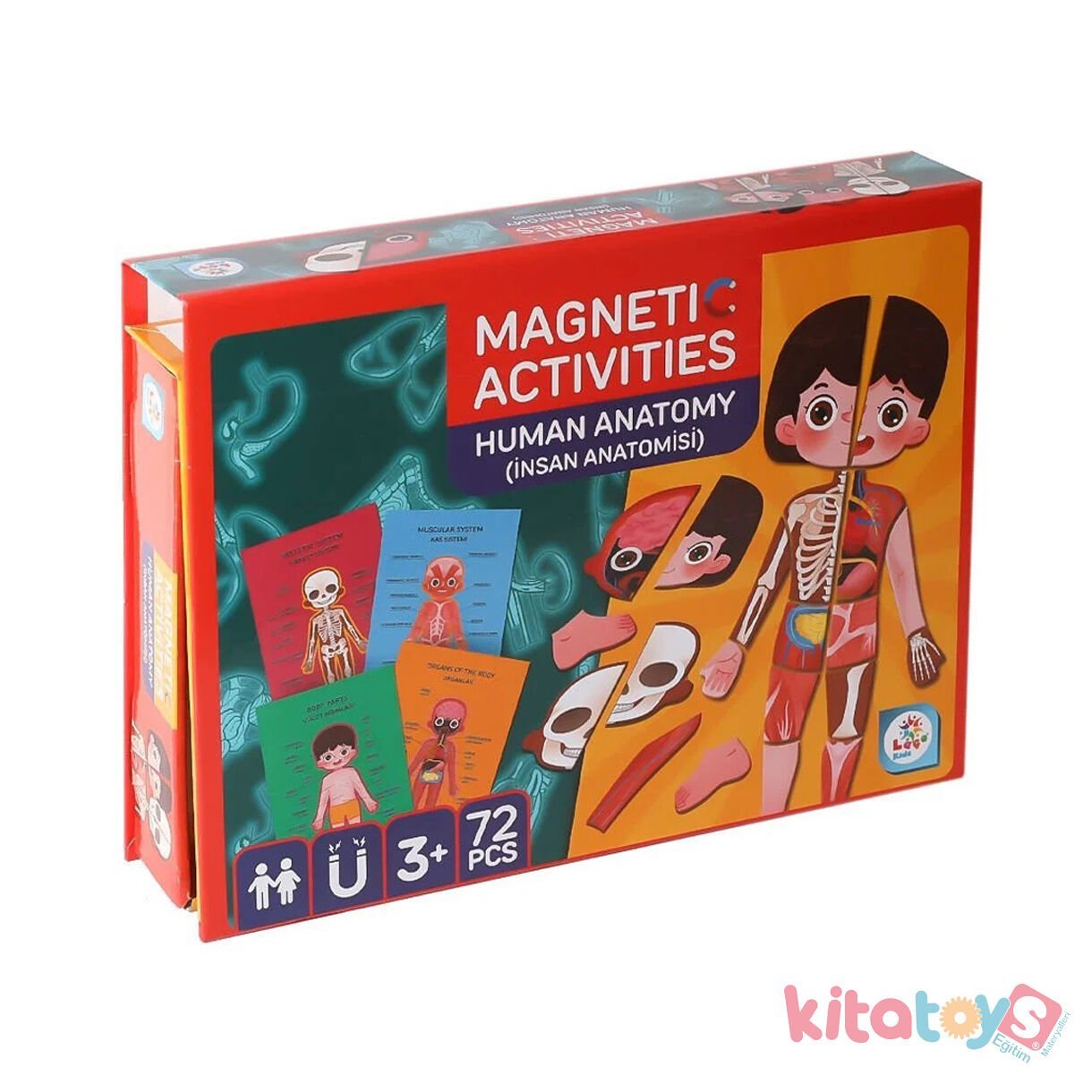 Manyetik İnsan Anatomisi Aktivite 72 prc (Organlar-İskelet-Vücut)