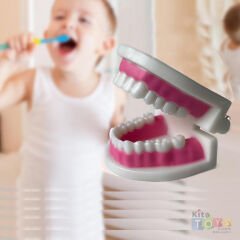 Diş Modeli (Maketi) Anatomisi Fırçalama Öğretimi