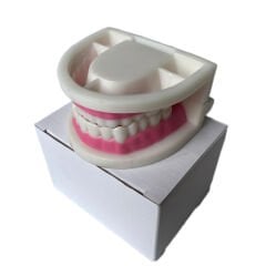 Diş Modeli (Maketi) Anatomisi Fırçalama Öğretimi