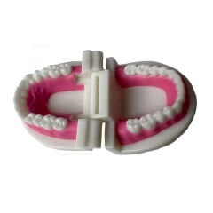 Diş Modeli (Maketi) Anatomisi Fırçalama Öğretimi