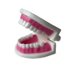 Diş Modeli (Maketi) Anatomisi Fırçalama Öğretimi