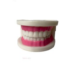Diş Modeli (Maketi) Anatomisi Fırçalama Öğretimi