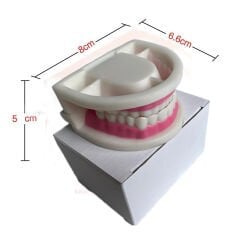 Diş Modeli (Maketi) Anatomisi Fırçalama Öğretimi