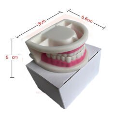 Diş Modeli (Maketi) Anatomisi Fırçalama Öğretimi