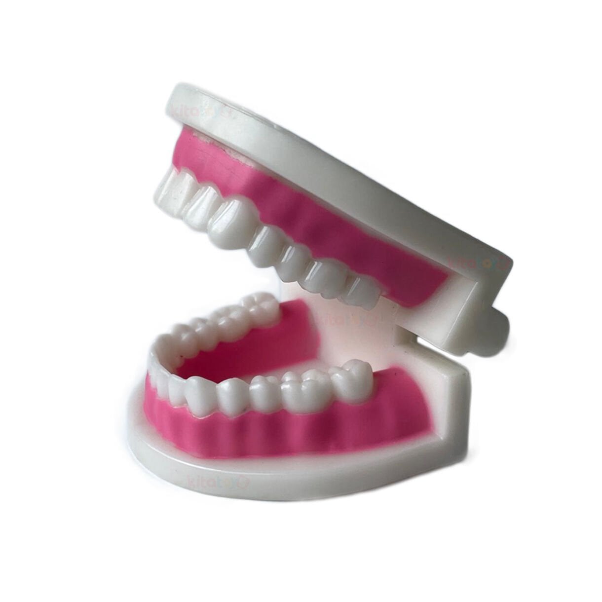 Diş Modeli (Maketi) Anatomisi Fırçalama Öğretimi