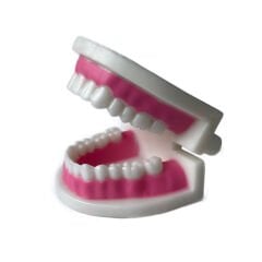 Diş Modeli (Maketi) Anatomisi Fırçalama Öğretimi