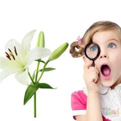 Büyüteç 60 mm Plastik Saplı (Cam Mercekli)