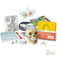 Çılgın Anatomi Modeli (İnsan Kafatası İskelet Sistemi Maketi) 64322