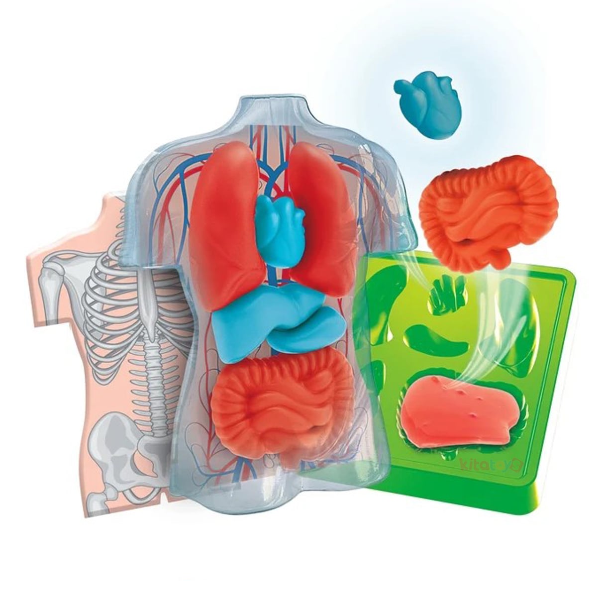 İnsan Anatomi Seti (İç Organlar Modeli-İskelet Sistemi) 64742 Maketi