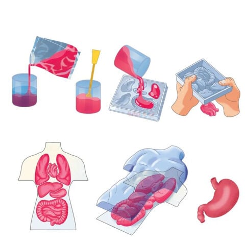 İnsan Anatomi Seti (İç Organlar Modeli-İskelet Sistemi) 64742 Maketi